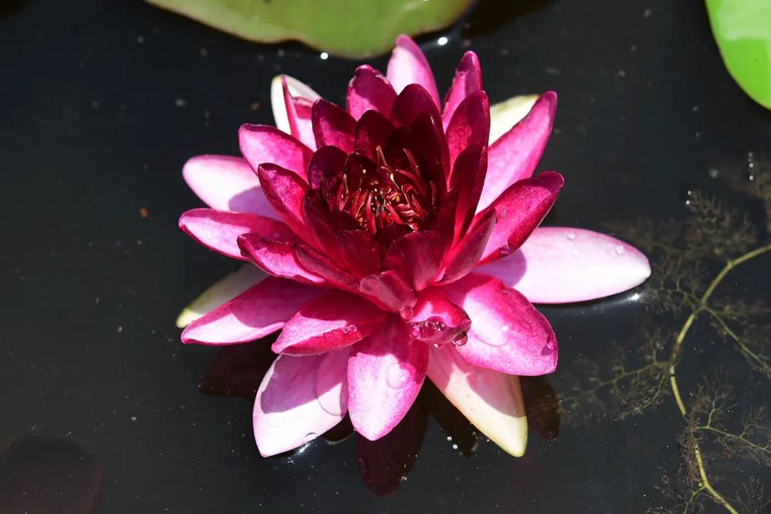 1.92米！版納植物園60年來最大王蓮已長成，你還不來嗎？