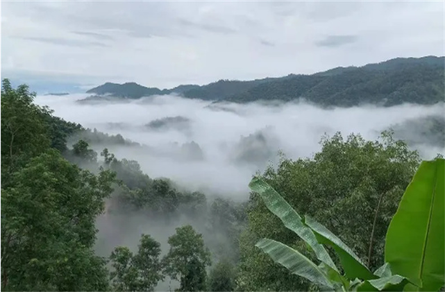 西雙版納憶茶香 | 品一杯茶 游一座山