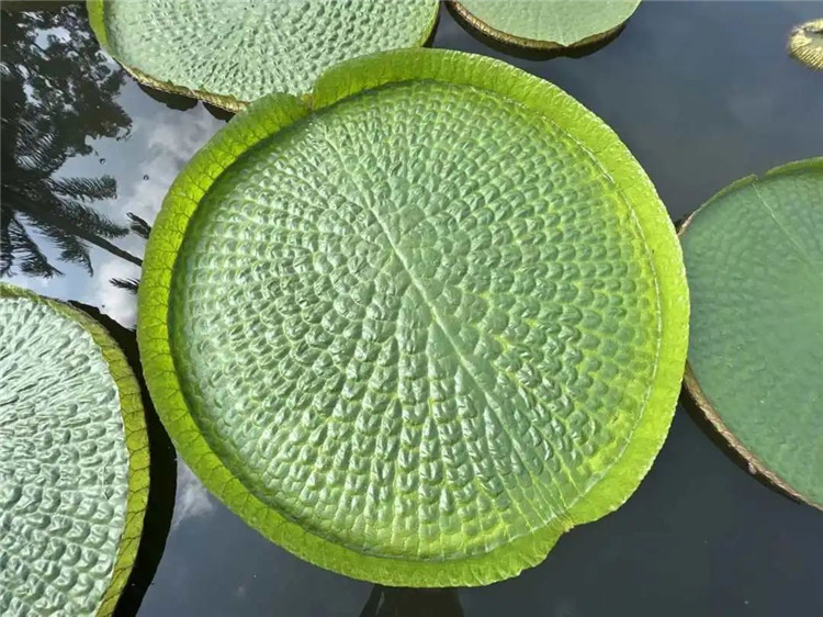 西雙版納旅游景區推薦：一葉當舟，凌波馭浪！西雙版納王蓮進入觀賞期